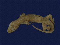 藏品(蝎虎)的圖片